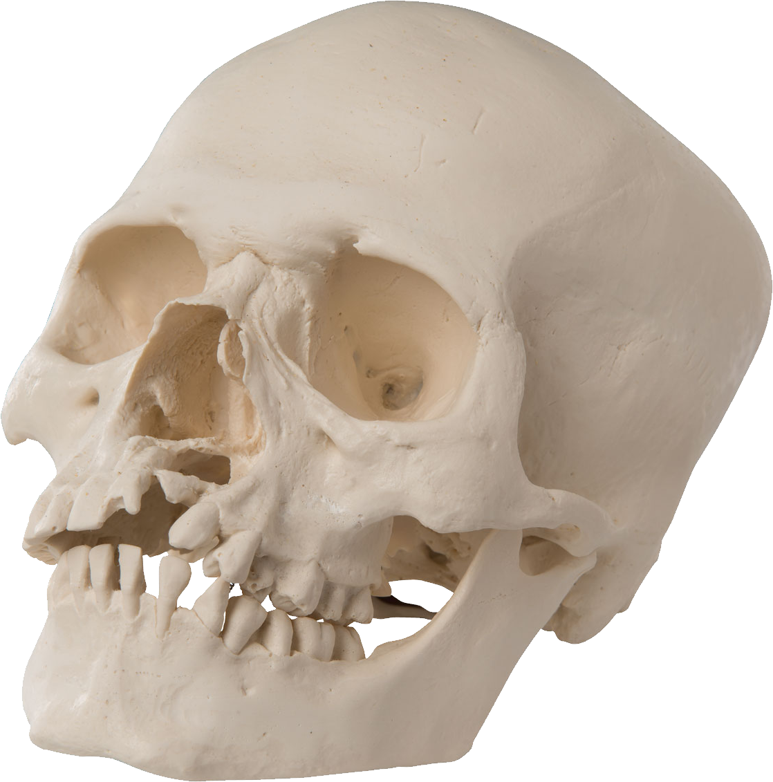 Skull PNG Background