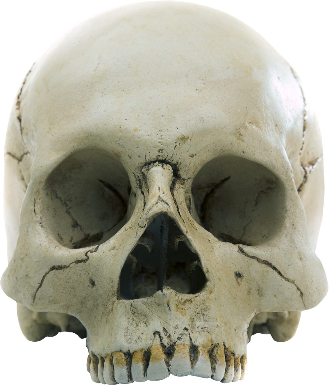 Skull PNG HD Quality