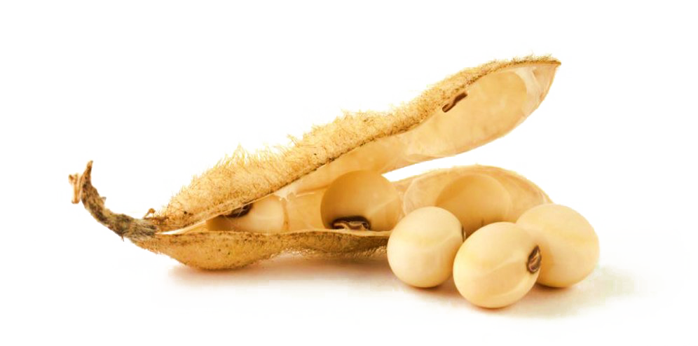 Soybean Download Free PNG