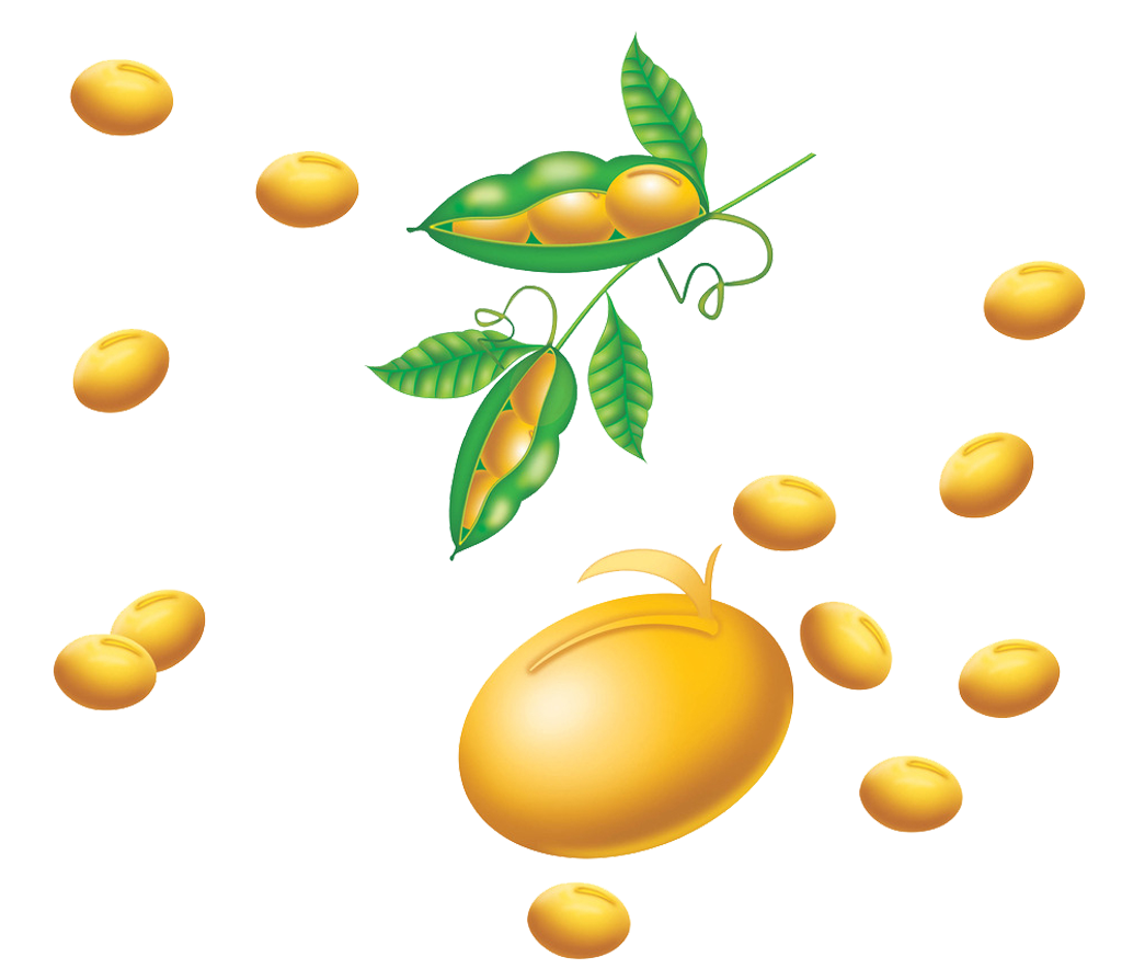 Soybean PNG Background