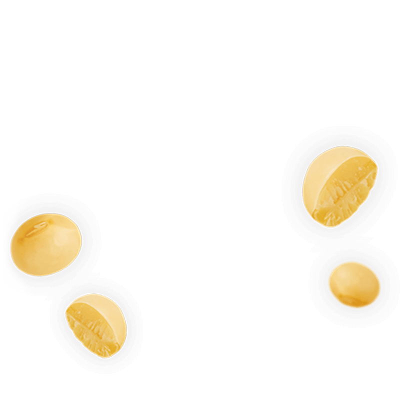 Soybean PNG HD Quality