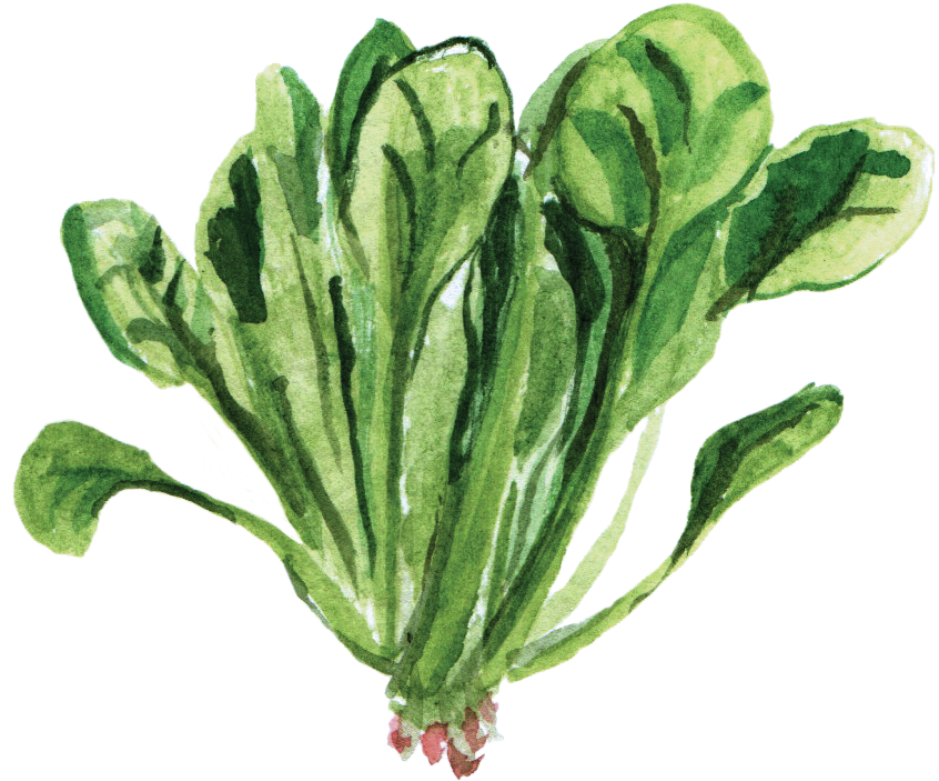Spinach Background PNG