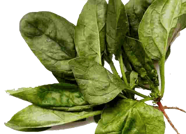 Spinach PNG Clipart Background