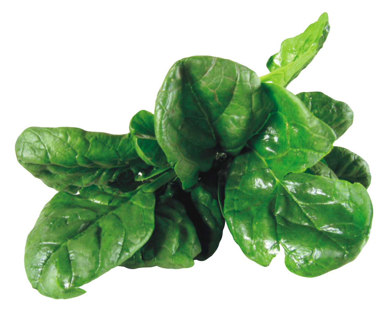 Spinach PNG Images HD