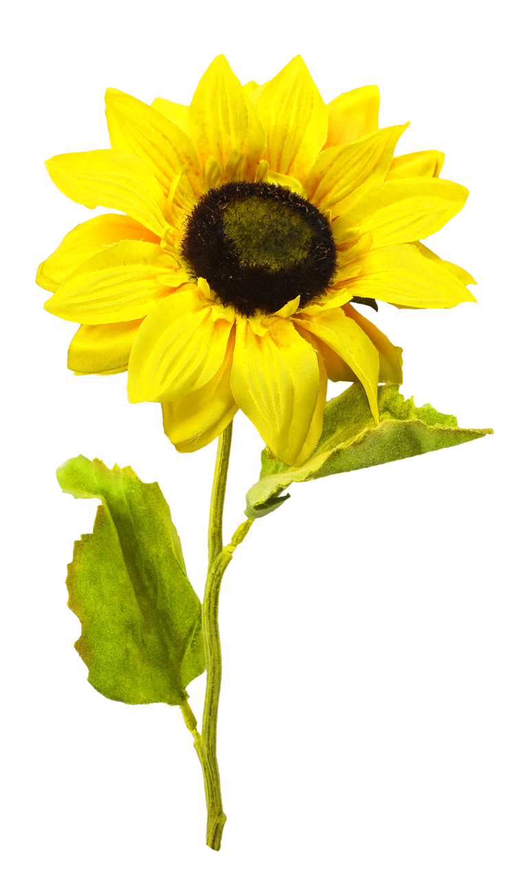 Sunflower Free PNG