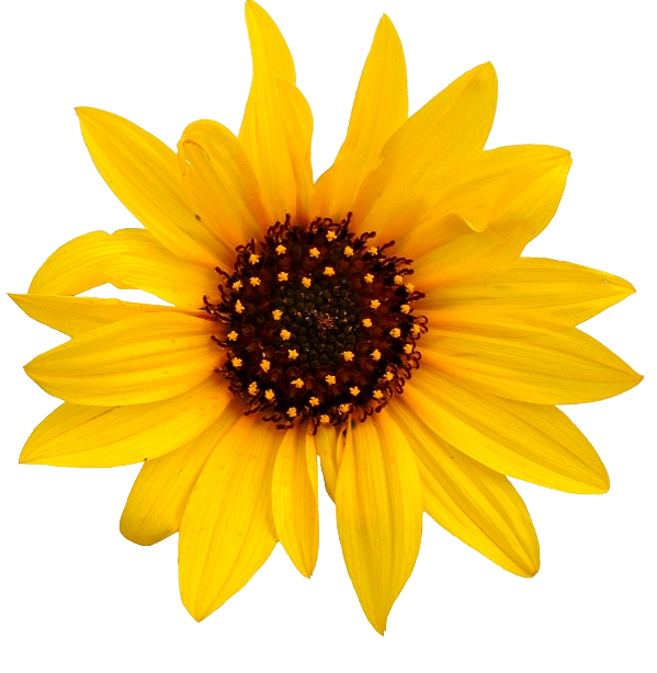 Sunflower PNG Background