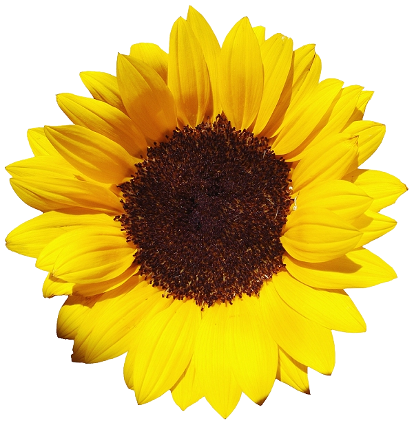 Sunflower PNG Clipart Background