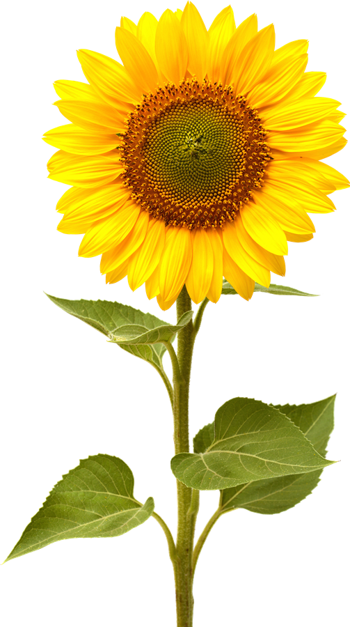 Sunflower PNG Free File Download