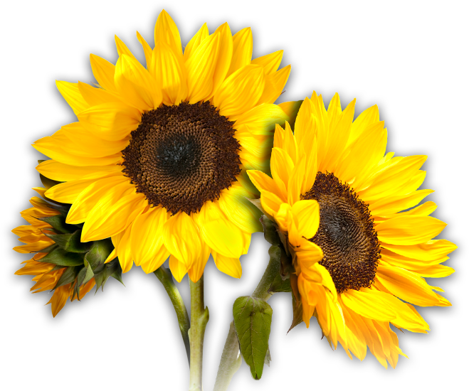 Sunflower Transparent Image