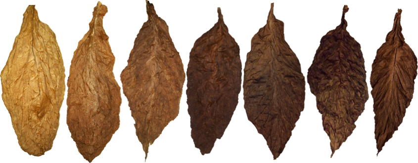 Tobacco PNG Photo Image