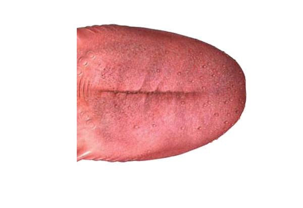 Tongue PNG Background