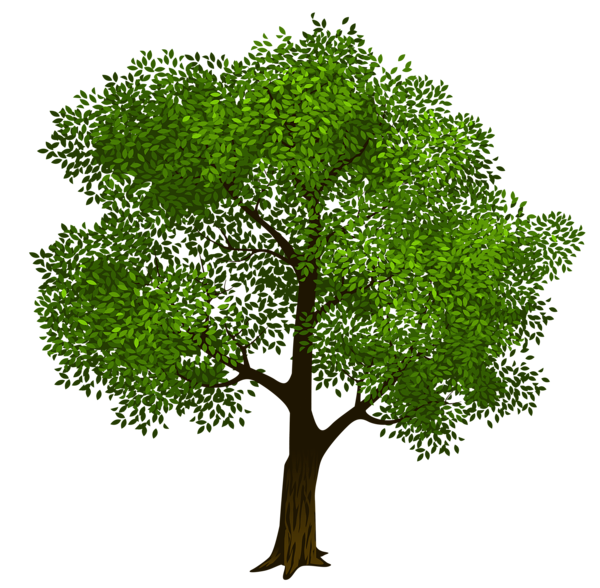 Дерево PNG фон