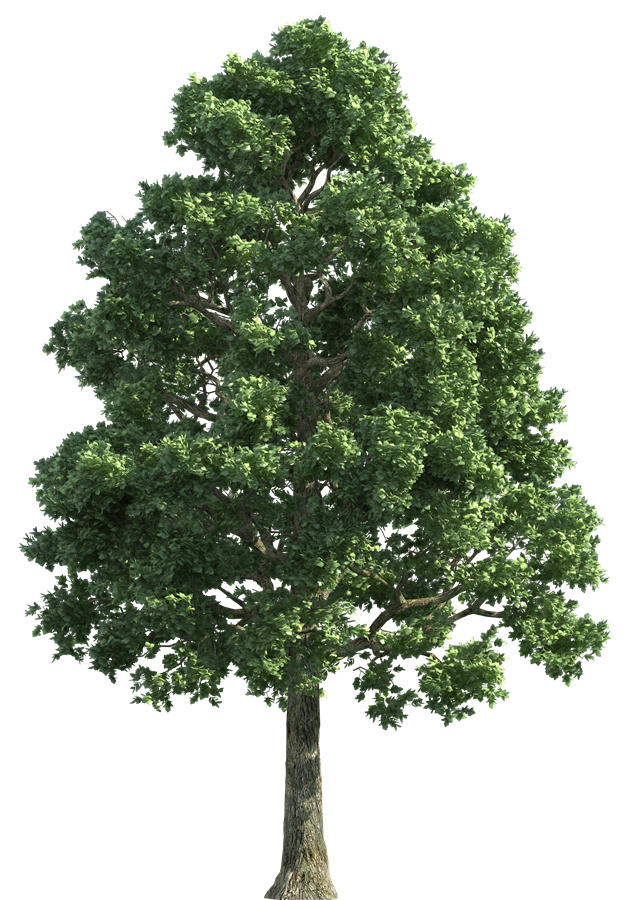Дерево PNG HD качество