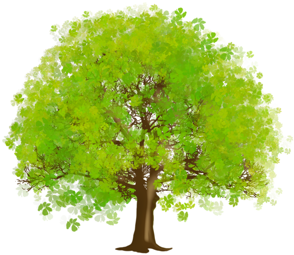 Дерево прозрачное PNG