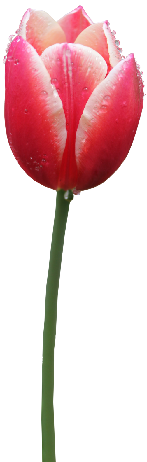 Tulip No Background
