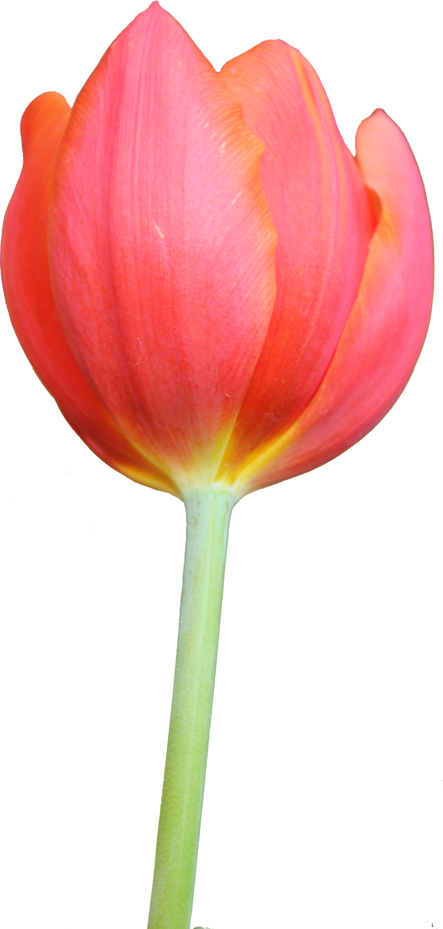 Tulip PNG Background