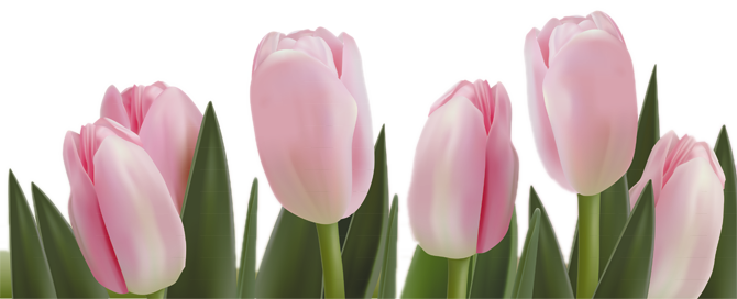 Tulip PNG Clipart Background