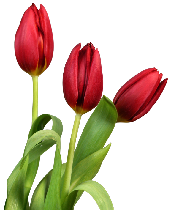 Tulip PNG HD Quality