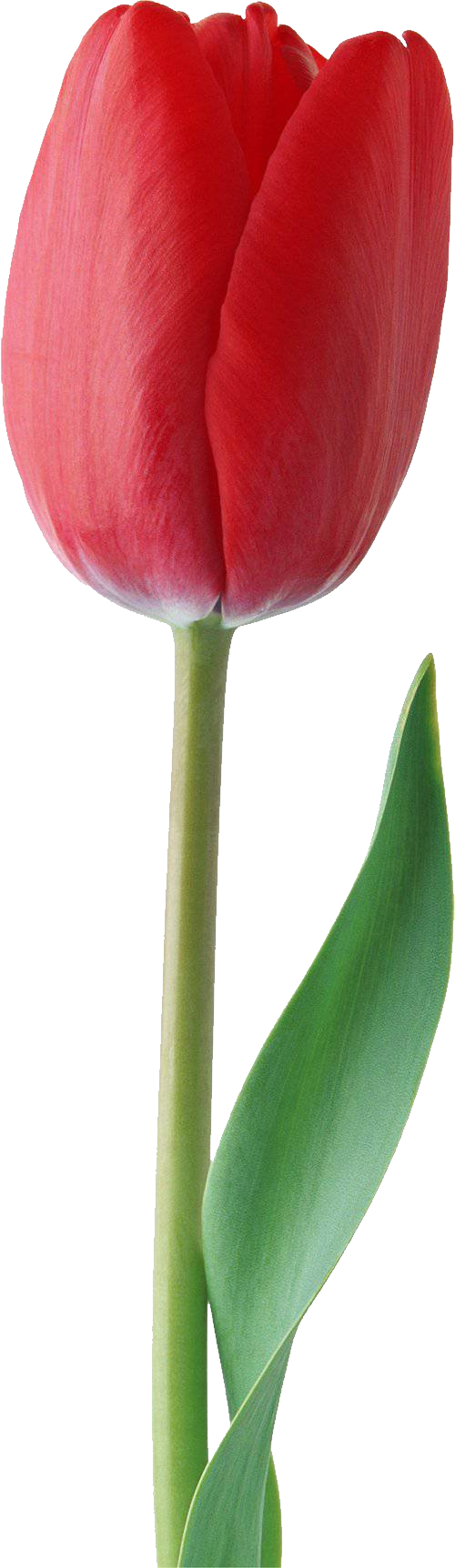 Tulip PNG Images HD