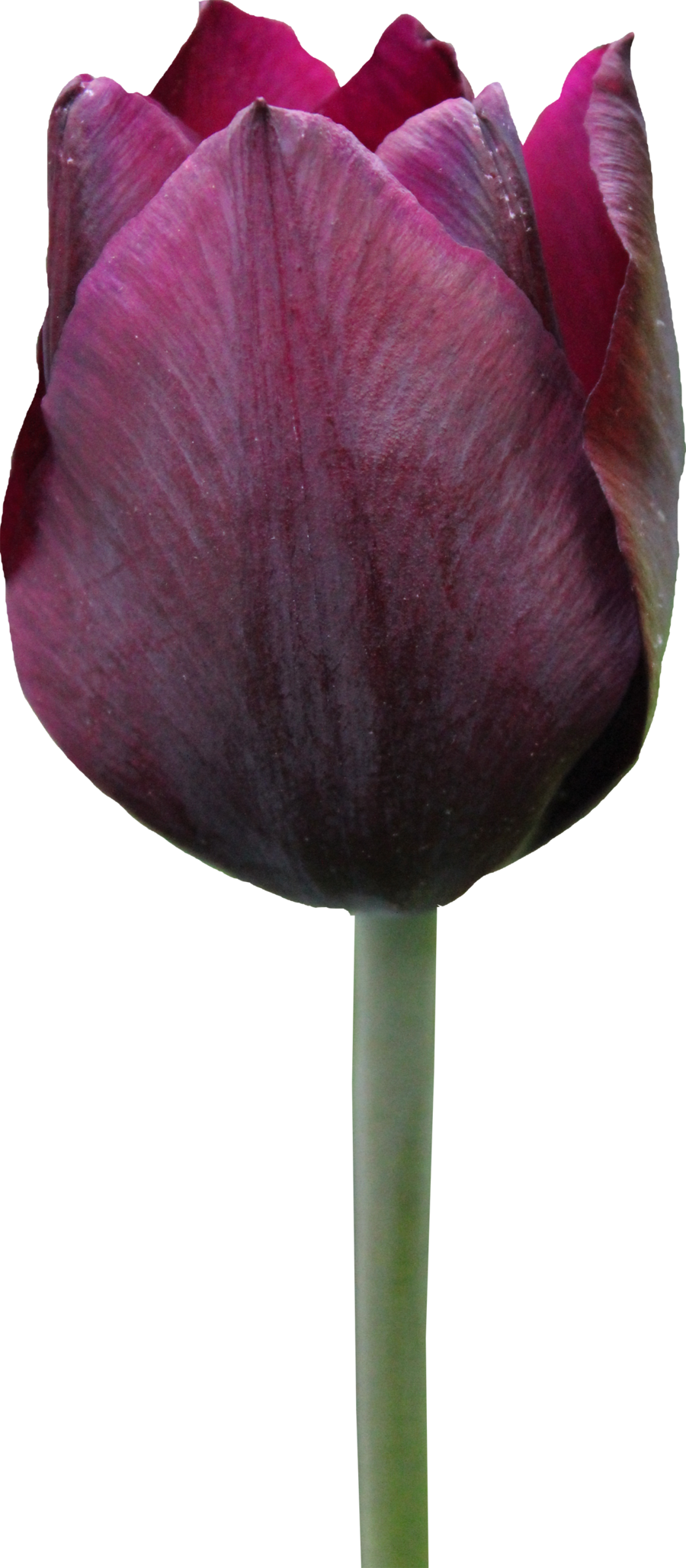 Tulip PNG Pic Background
