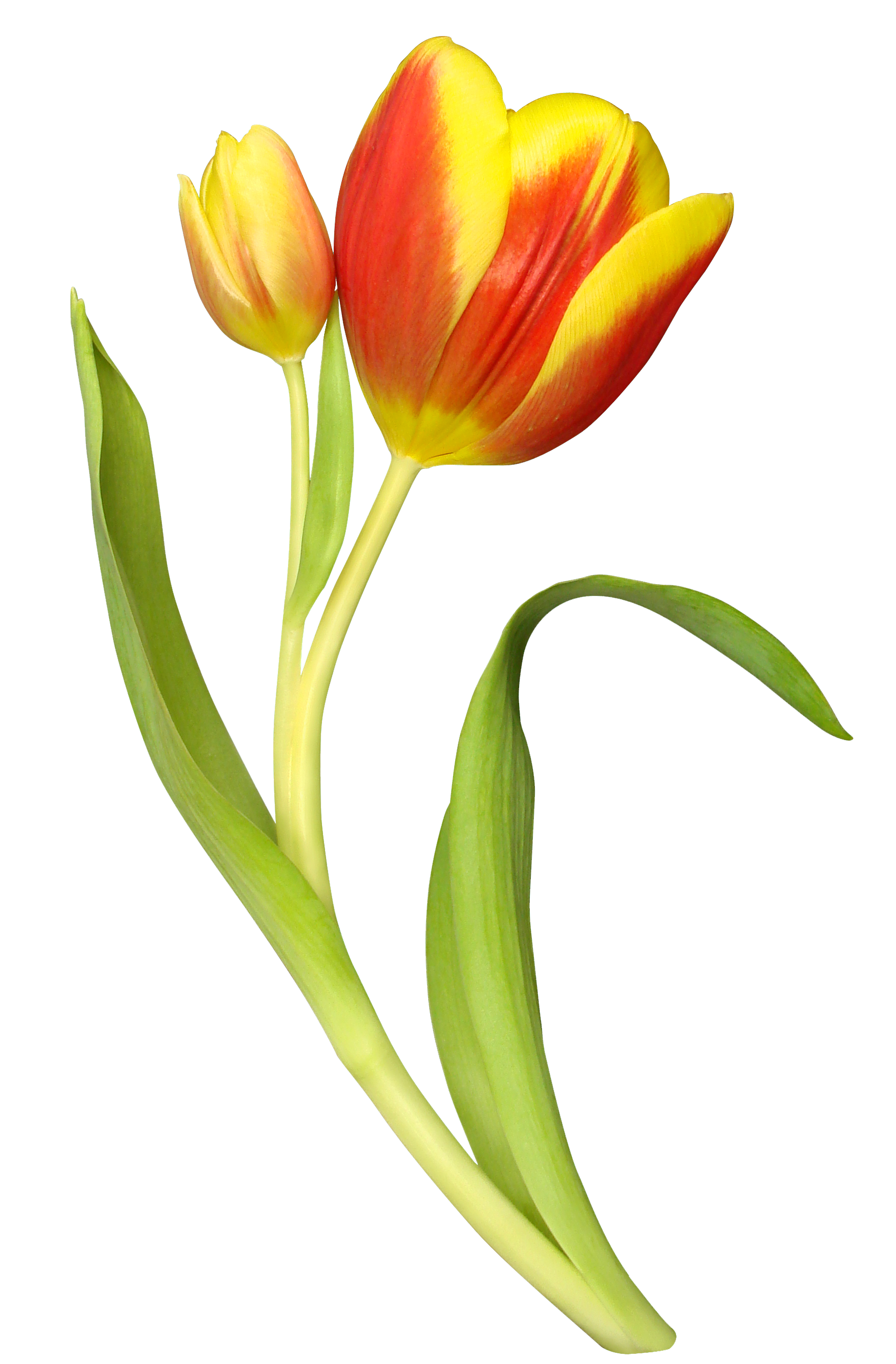 Tulip Transparent Images