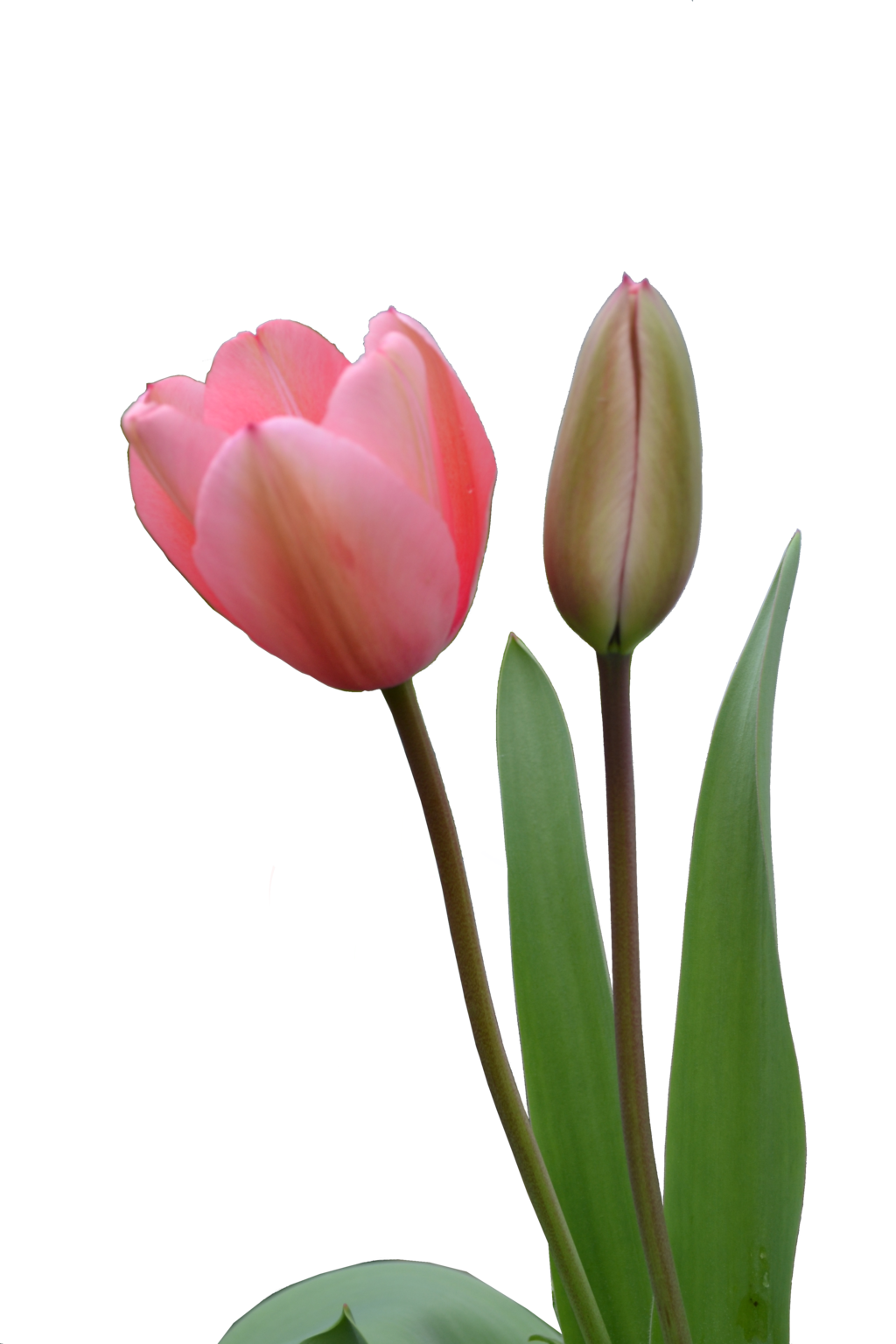 Tulip Transparent PNG