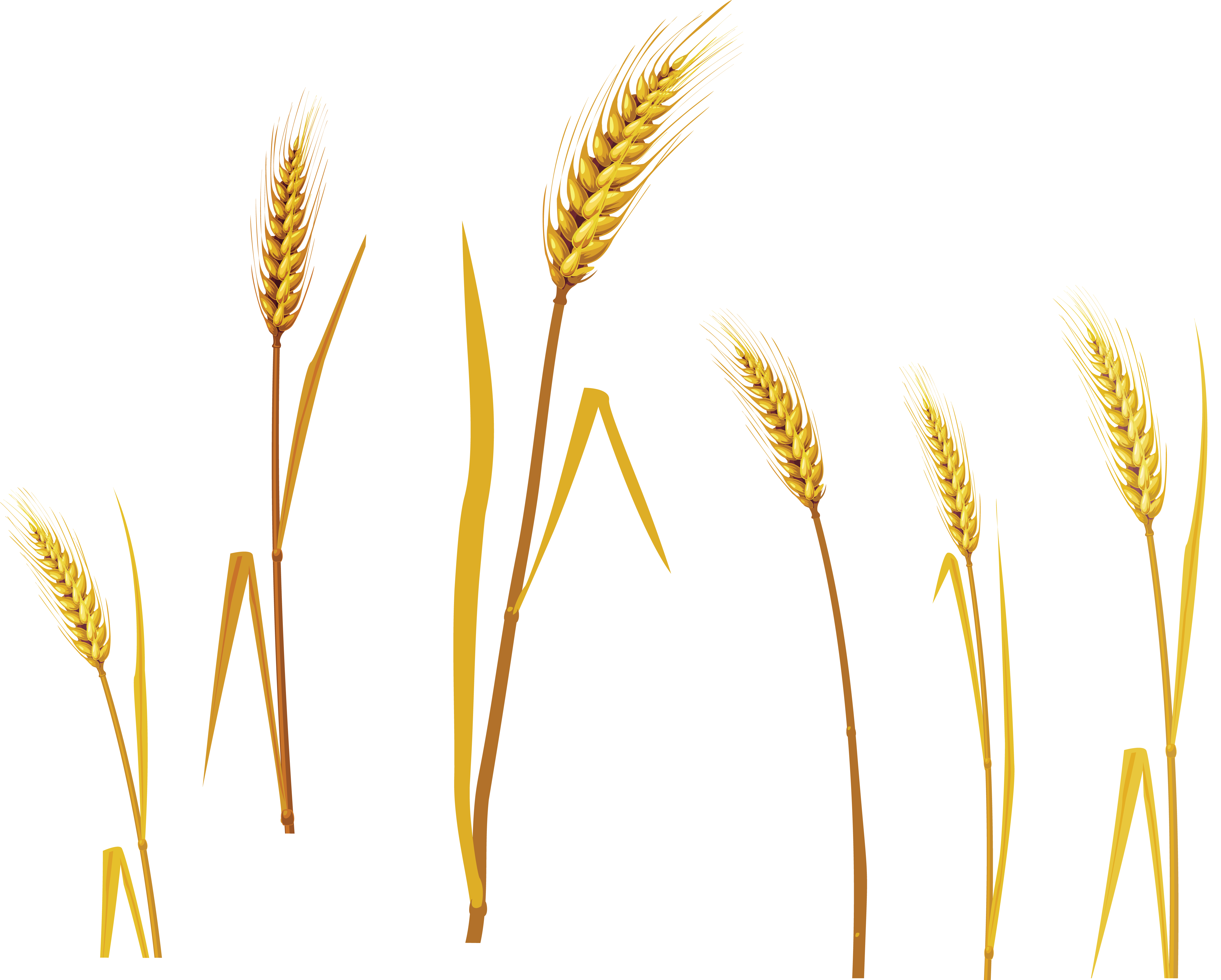 Wheat PNG Background