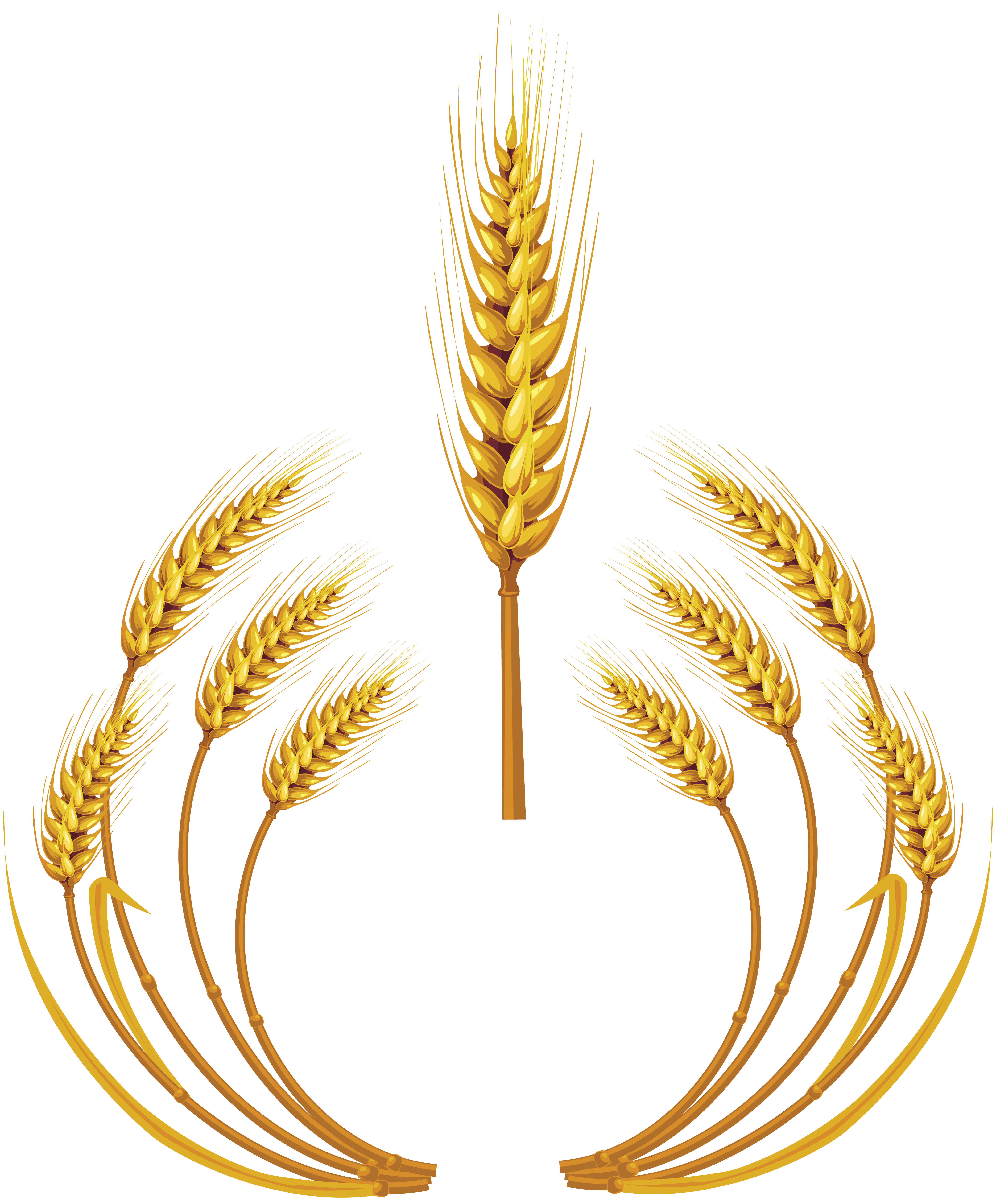 Wheat PNG Images HD