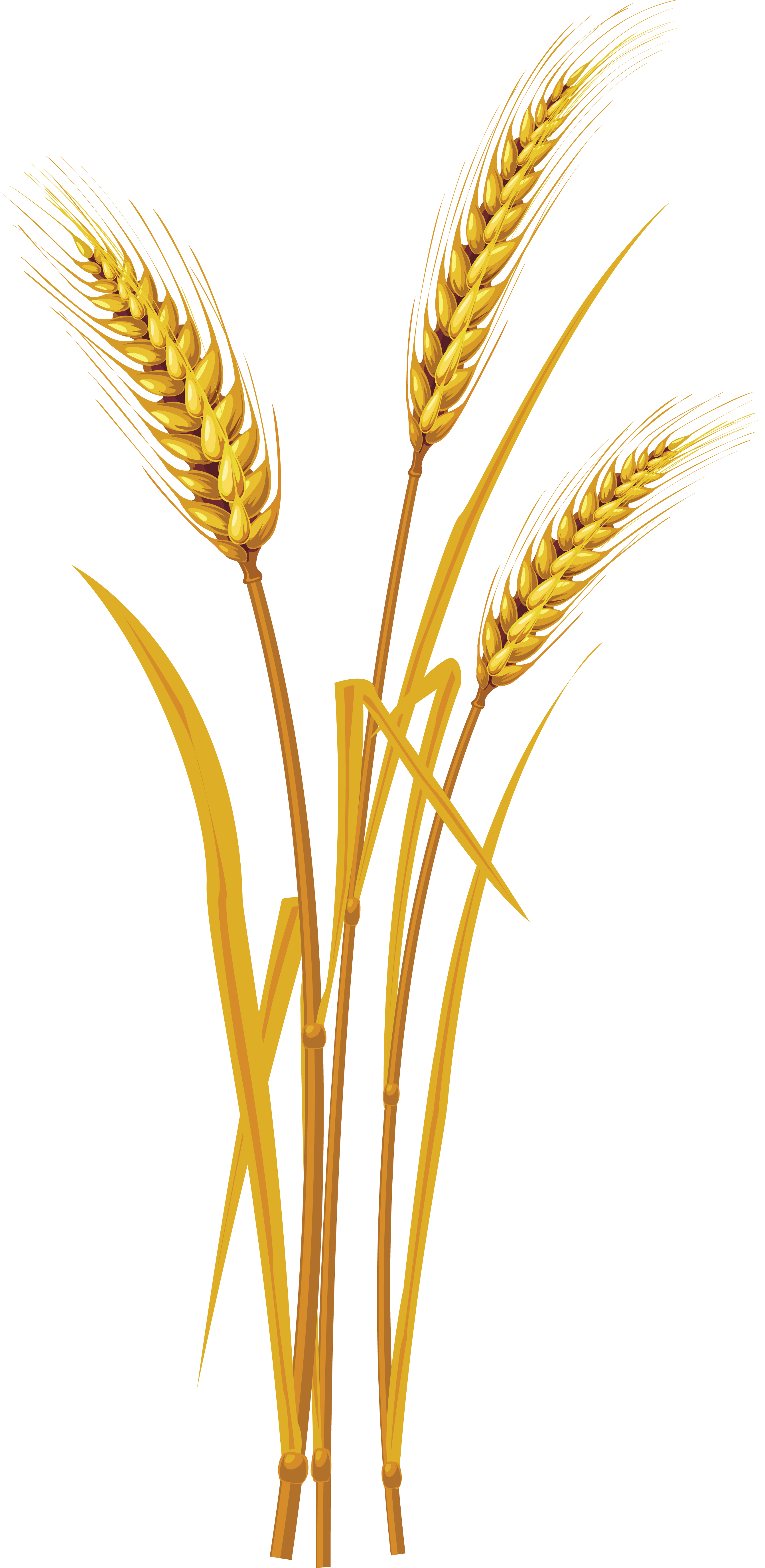 Wheat PNG Photos