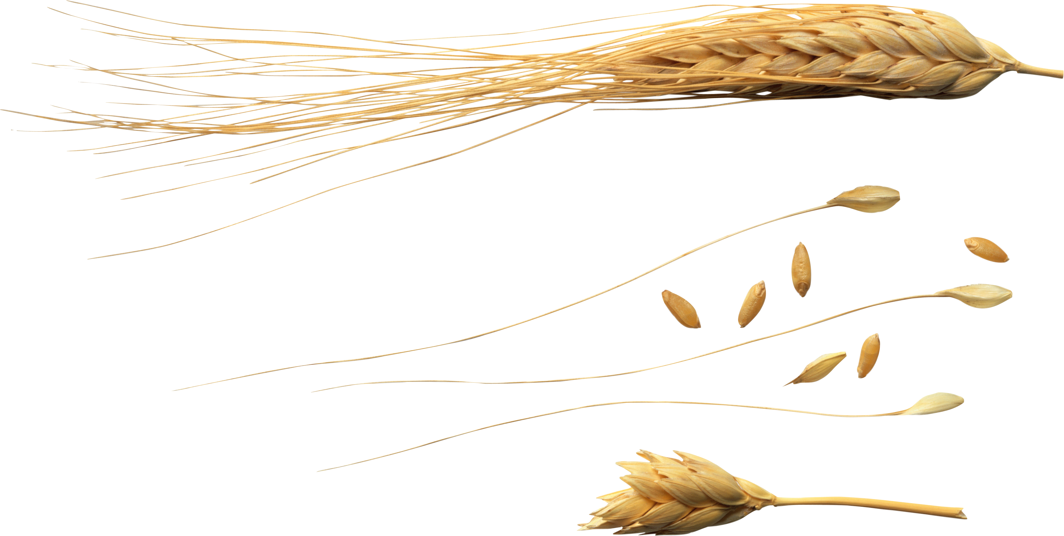 Wheat Transparent Free PNG