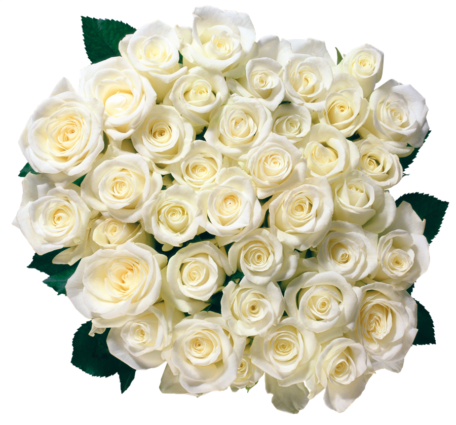 White Rose Background PNG Image