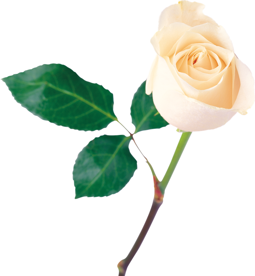 White Rose Background PNG