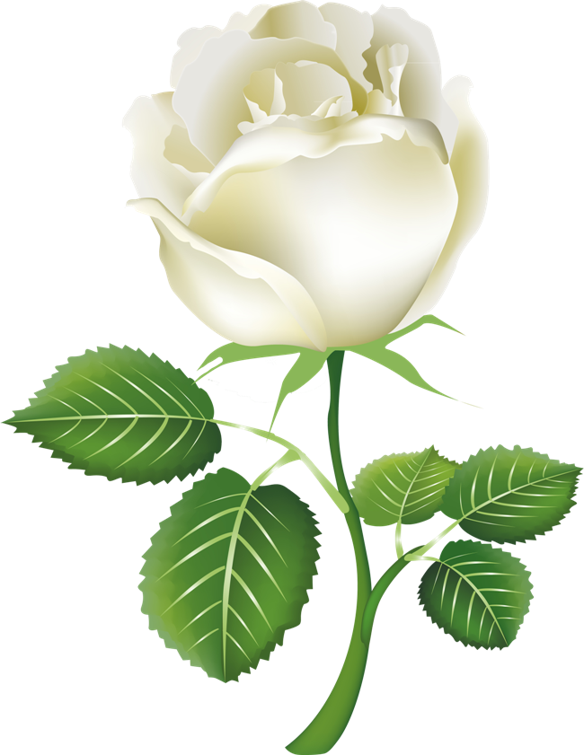 White Rose Free PNG