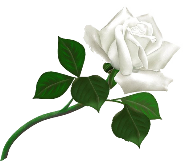 White Rose PNG Background