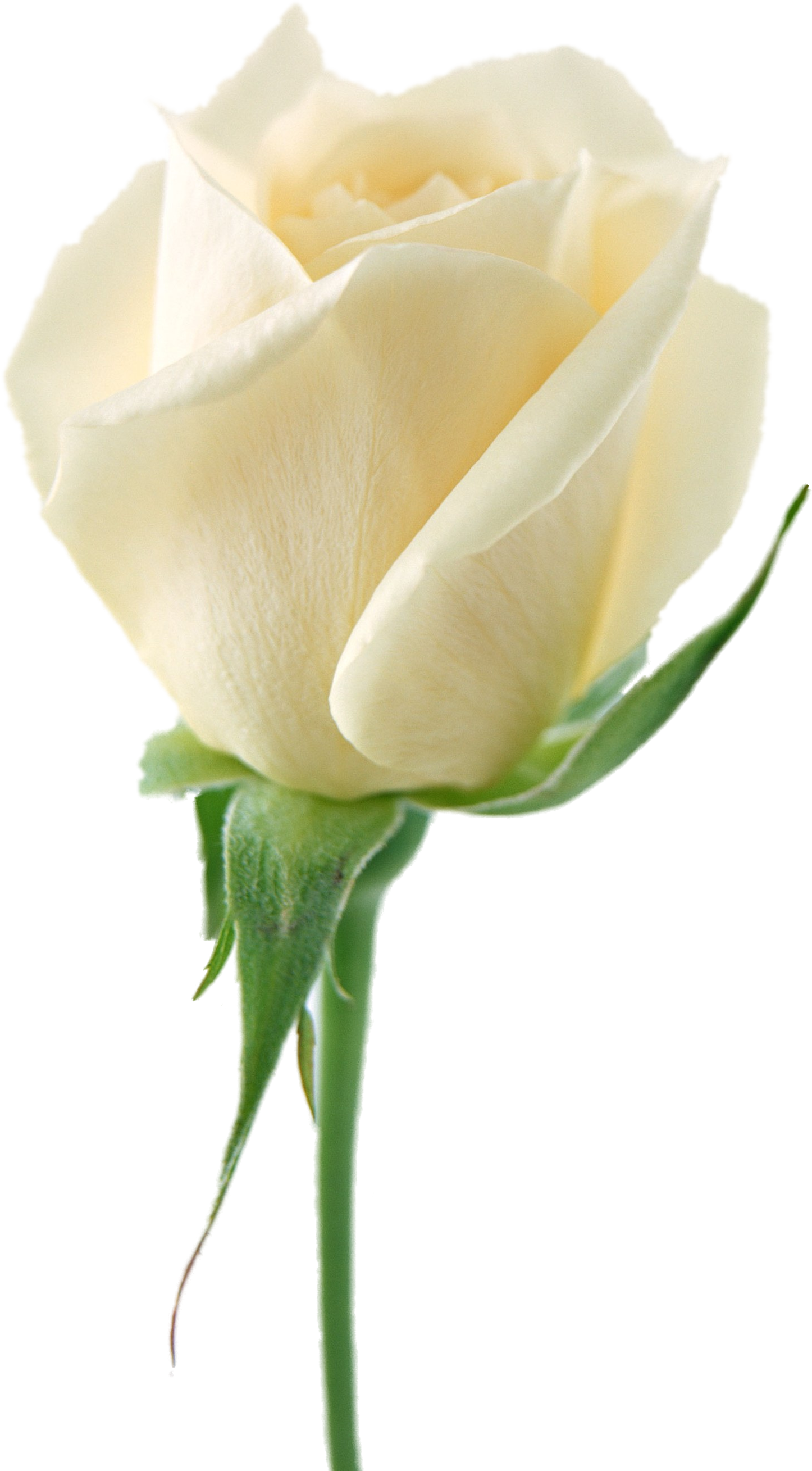 White Rose PNG Clipart Background