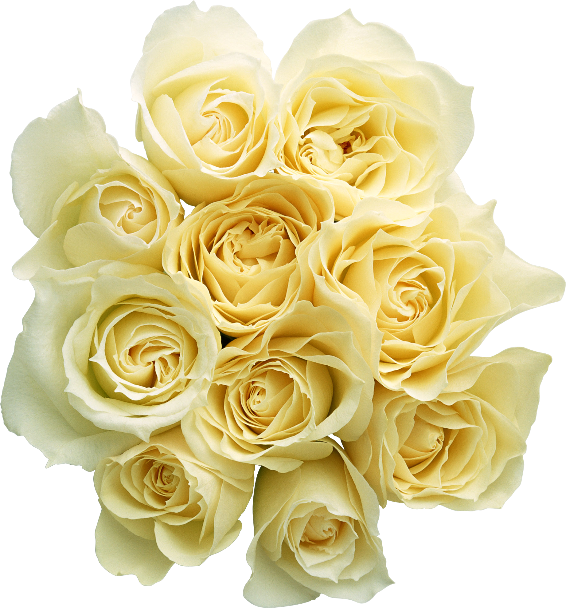 White Rose PNG Images HD