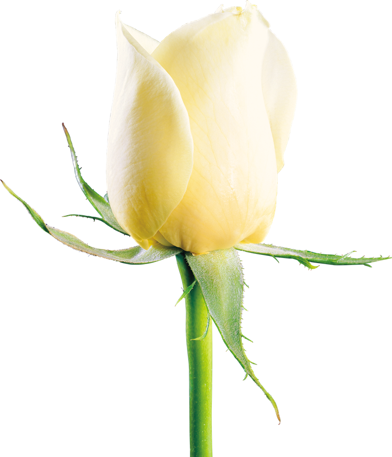 White Rose PNG Photo Image