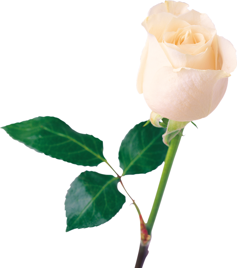 White Rose PNG Pic Background