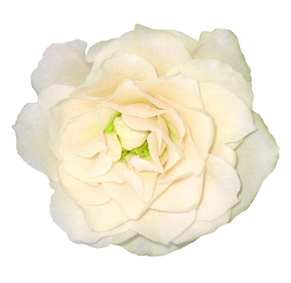 White Rose Transparent Background