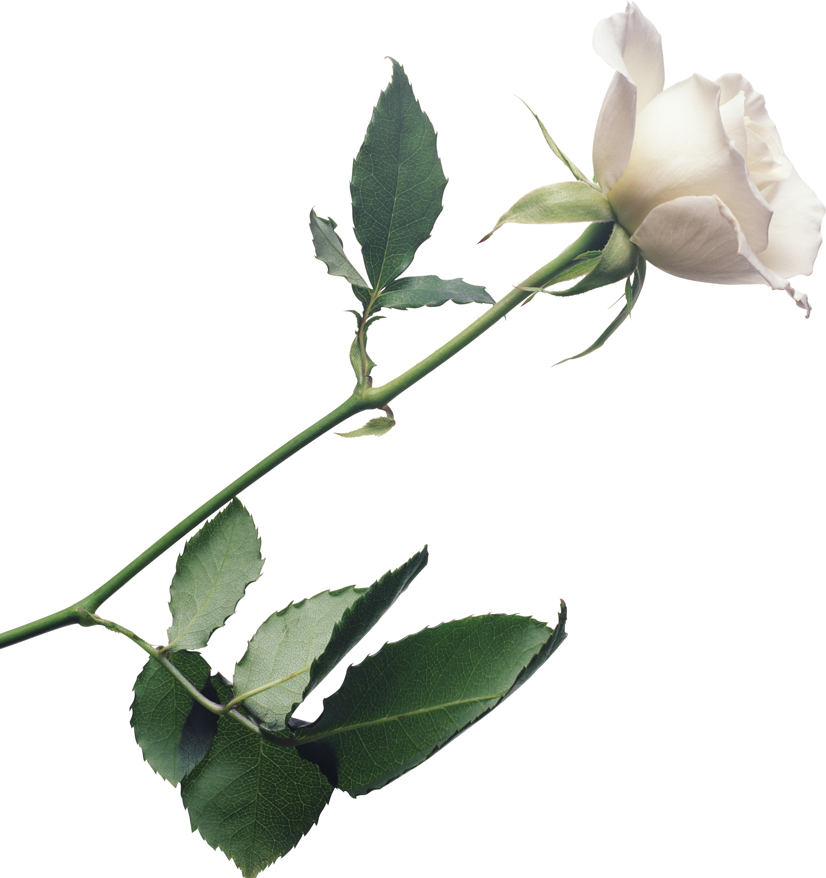 White Rose Transparent Free PNG