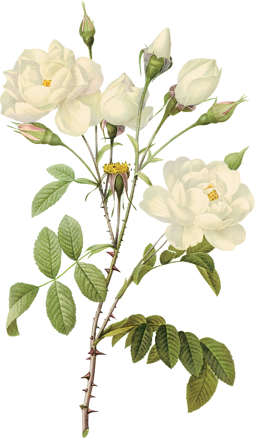 White Rose Transparent Images