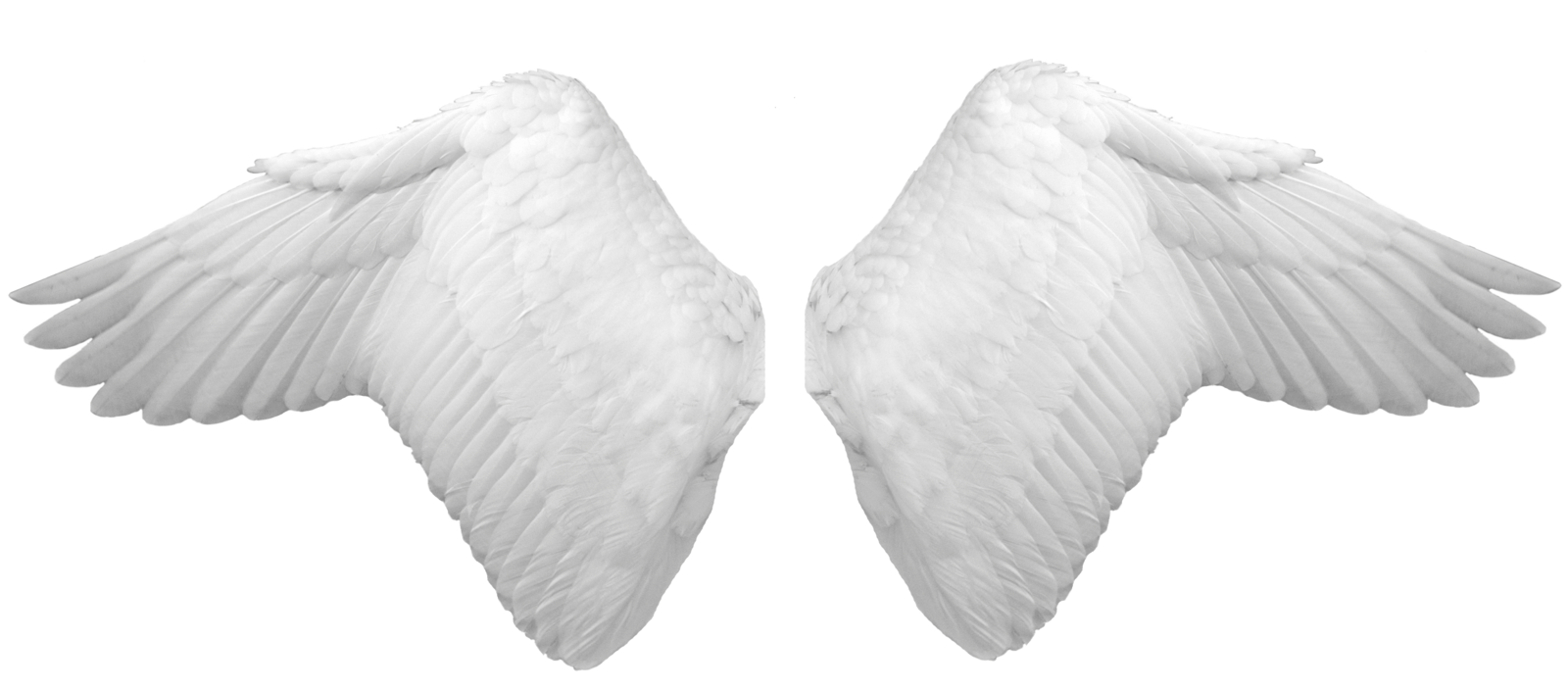 Wings Transparent Free PNG