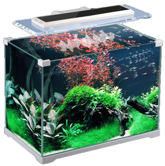 Aquarium Transparent Background