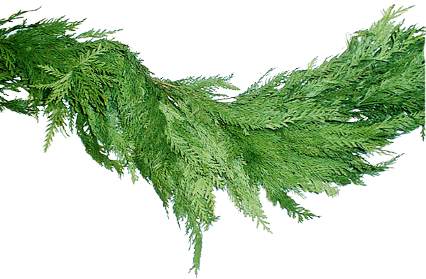 Christmas Garland Leaves PNG