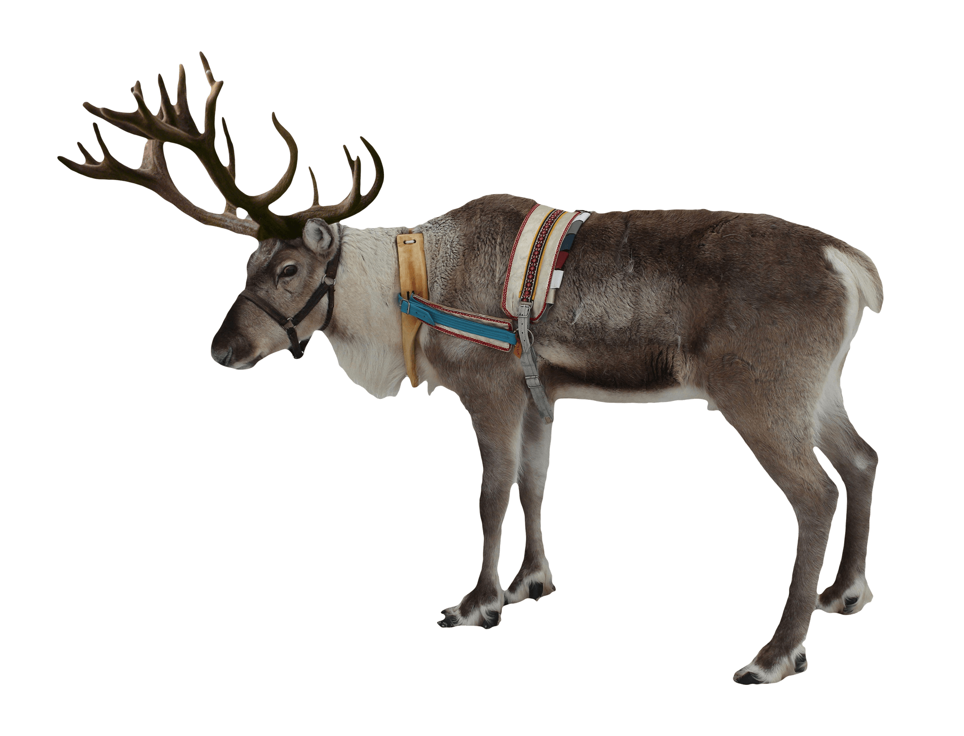 Christmas Reindeer Realistic PNG