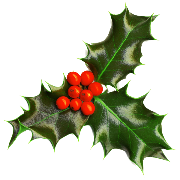 Holly Christmas Green Leaves PNG