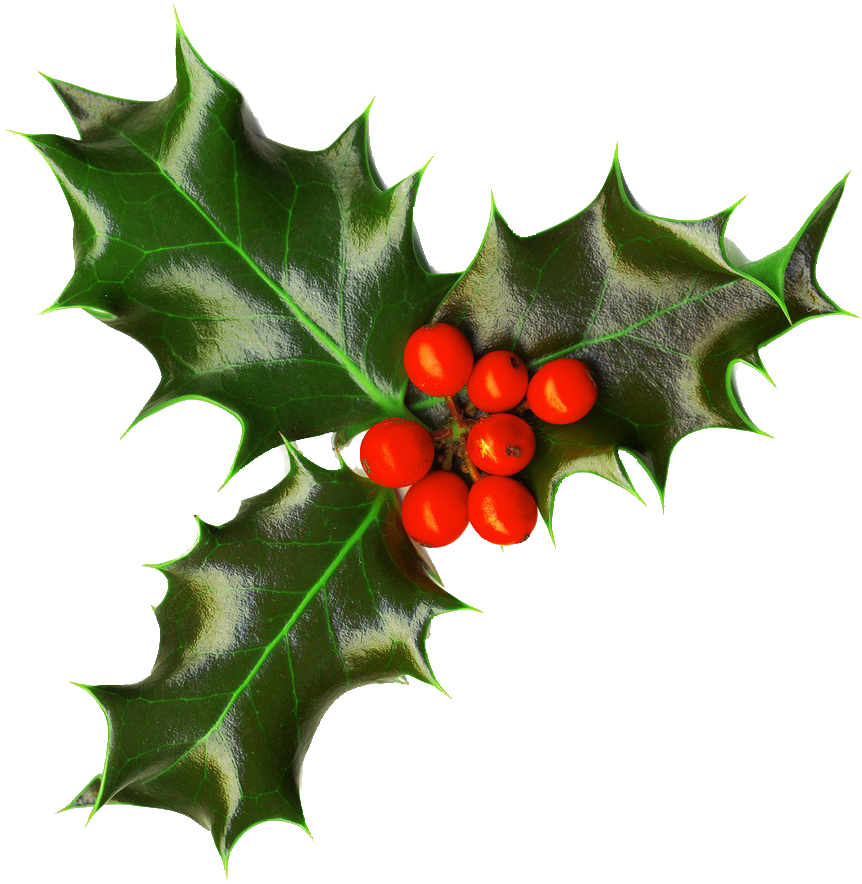Holly Christmas Leaves PNG