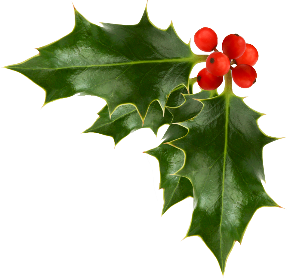 Holly Christmas Vector PNG