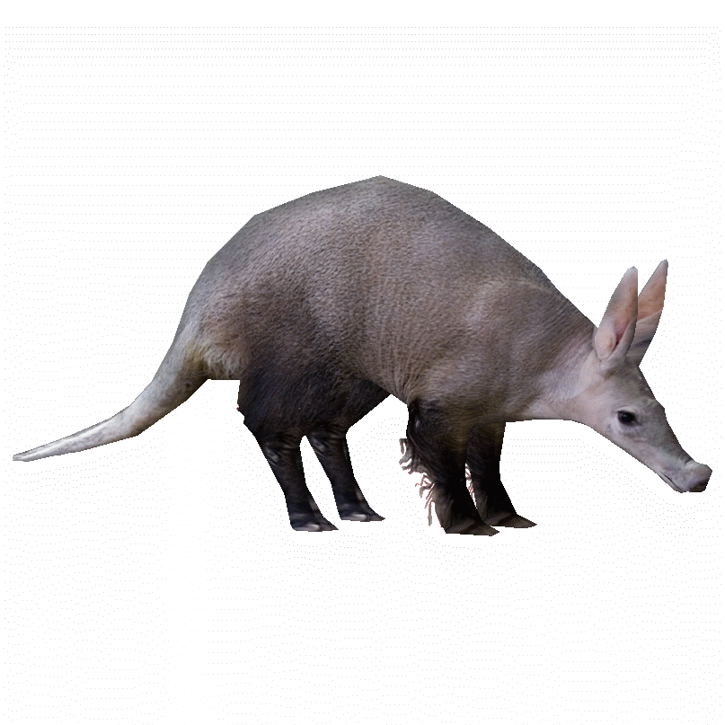 Aardvark animal triste transparent PNG