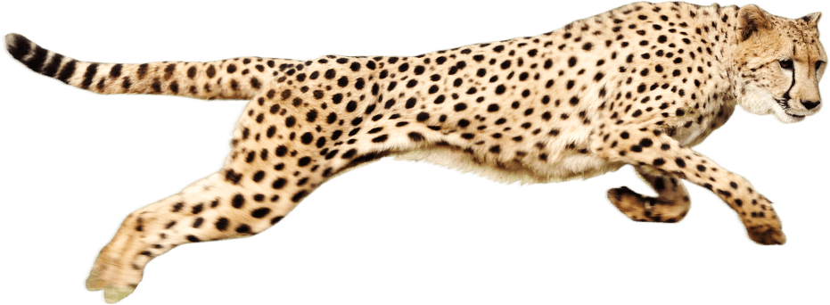 Cheetah adulte en cours dexécution PNG